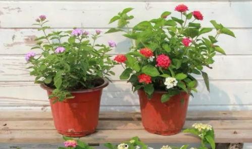 小昆侖最新爆料視頻